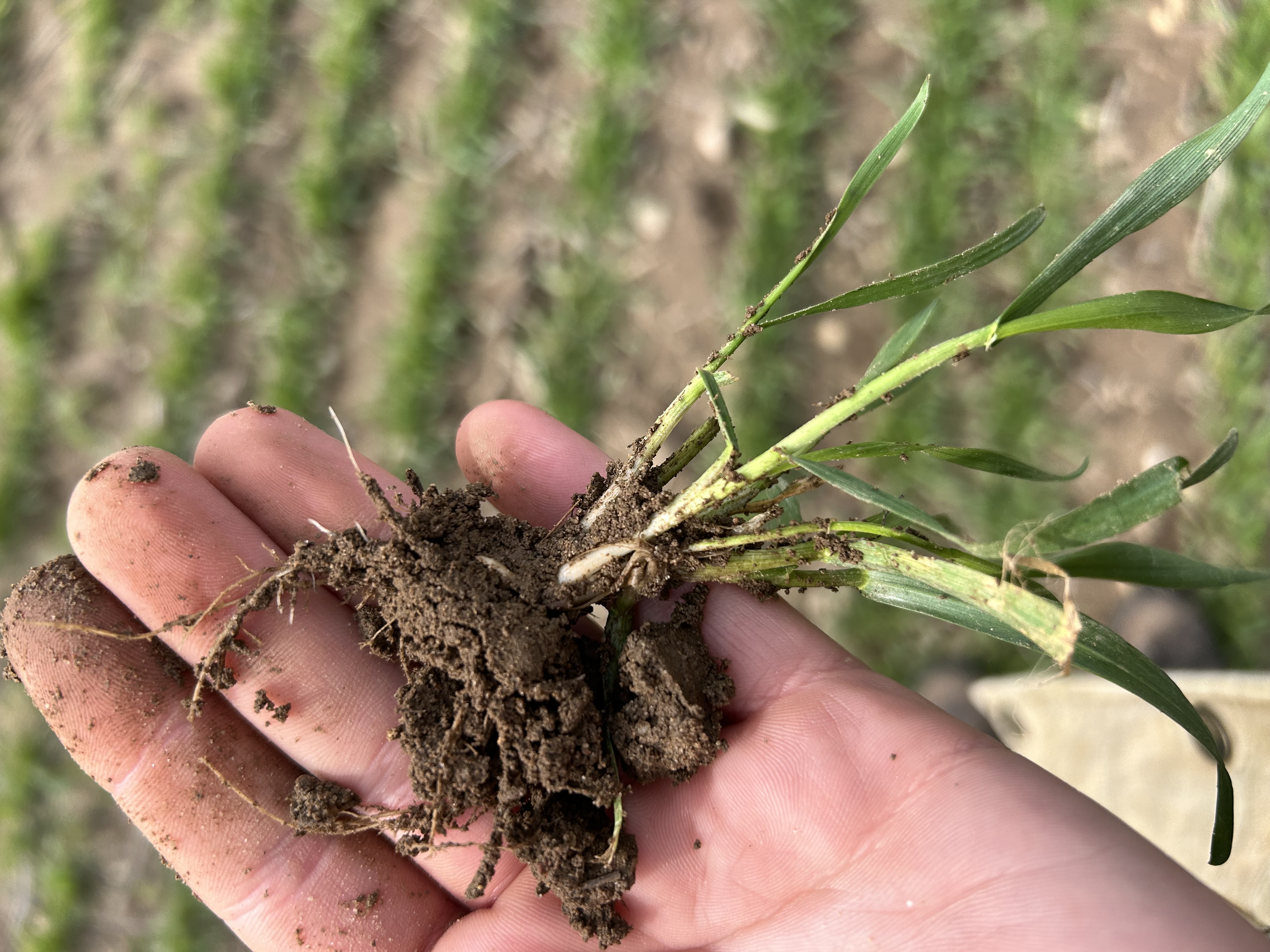 Madelyn Celovsky WW 3 31 25.jpg